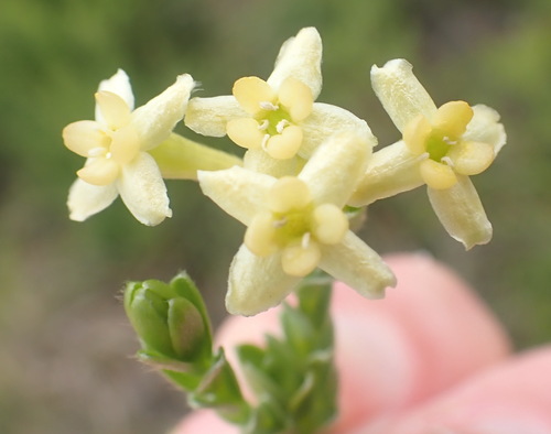 Image of Gnidia chrysophylla by (c) Nicola van Berkel, some rights reserved (CC BY-SA)