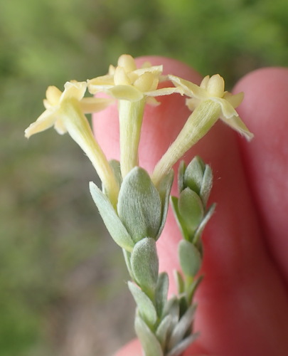 Image of Gnidia chrysophylla by (c) Nicola van Berkel, some rights reserved (CC BY-SA)