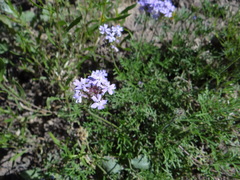Glandularia mendocina