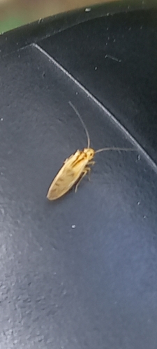 pavoš žltá (Valenzuela flavidus)