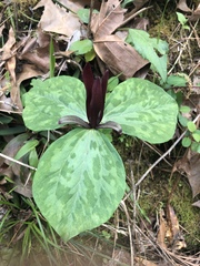 Trillium maculatum