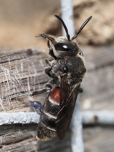 Representative image of Dioxys cinctus