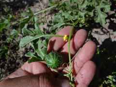 Cucumis anguria