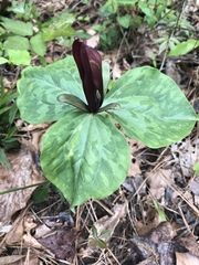 Trillium maculatum