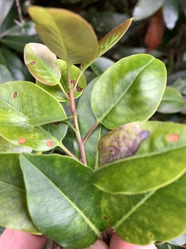 Image of Ilex pedunculosa by (c) 呂一起(Lu i-chi), some rights reserved (CC BY)