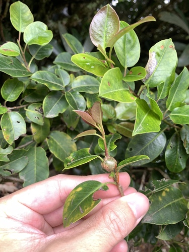 Image of Ilex pedunculosa by (c) 呂一起(Lu i-chi), some rights reserved (CC BY)