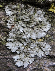 Phaeophyscia