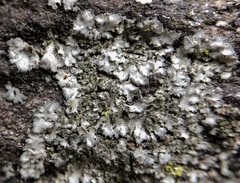 Phaeophyscia