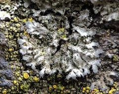 Phaeophyscia