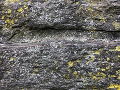Phaeophyscia