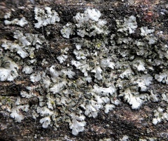 Phaeophyscia