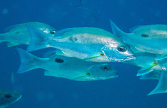 Russell's Snapper photo 4