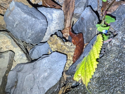 Asian Common Toad