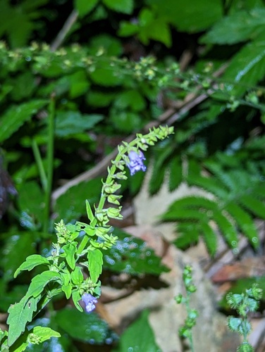 barbed skullcap