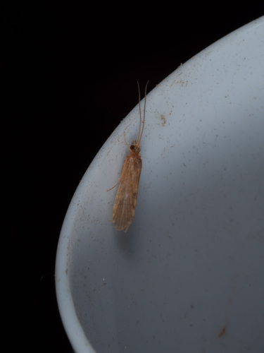 Cyrnus flavidus