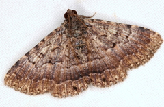 Diatenes aglossoides