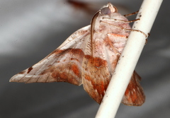 Oenochroma turneri