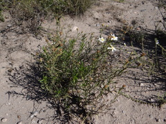 Gutierrezia solbrigii