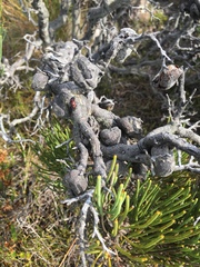 Hakea epiglottis