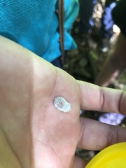 Coelostomidia zealandica