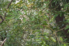 Cinnamomum yabunikkei