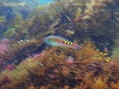 Allen's Polly photo 1