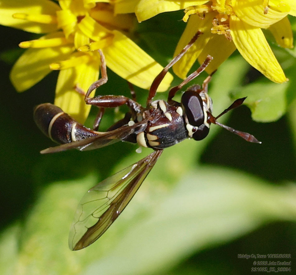 Short-horned Wasp Fly