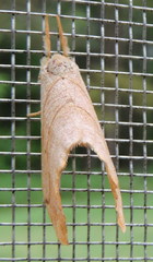 Drepana bilineata
