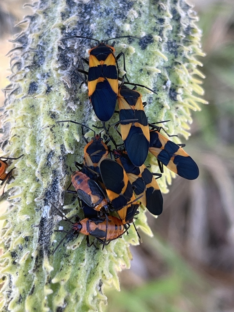 Large Milkweed Bug from Zion Rd, Gaithersburg, MD, US on October 9