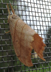 Drepana bilineata