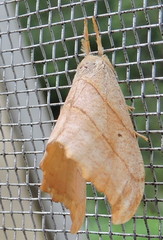 Drepana bilineata