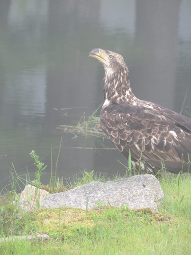 Bald Eagle photographed in Maine