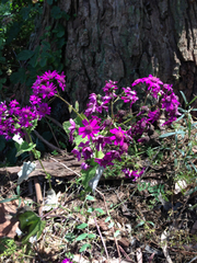 Pericallis × hybrida