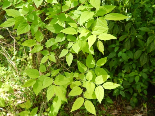 Celtis laevigata image