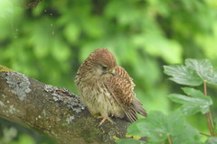 Falco tinnunculus