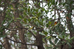 Quercus phillyreoides