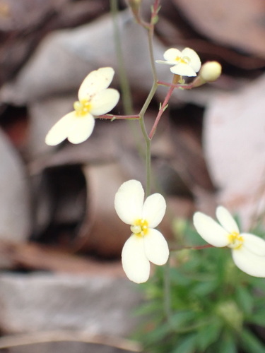 Stylidium acuminatum (Stylidium acuminatum)