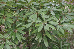 Daphniphyllum teijsmannii