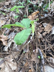 Arisaema triphyllum