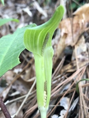 Arisaema triphyllum