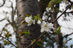 Prunus speciosa