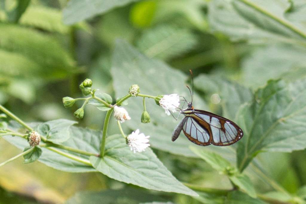 Ithomia hyala