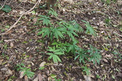 Arisaema thunbergii urashima