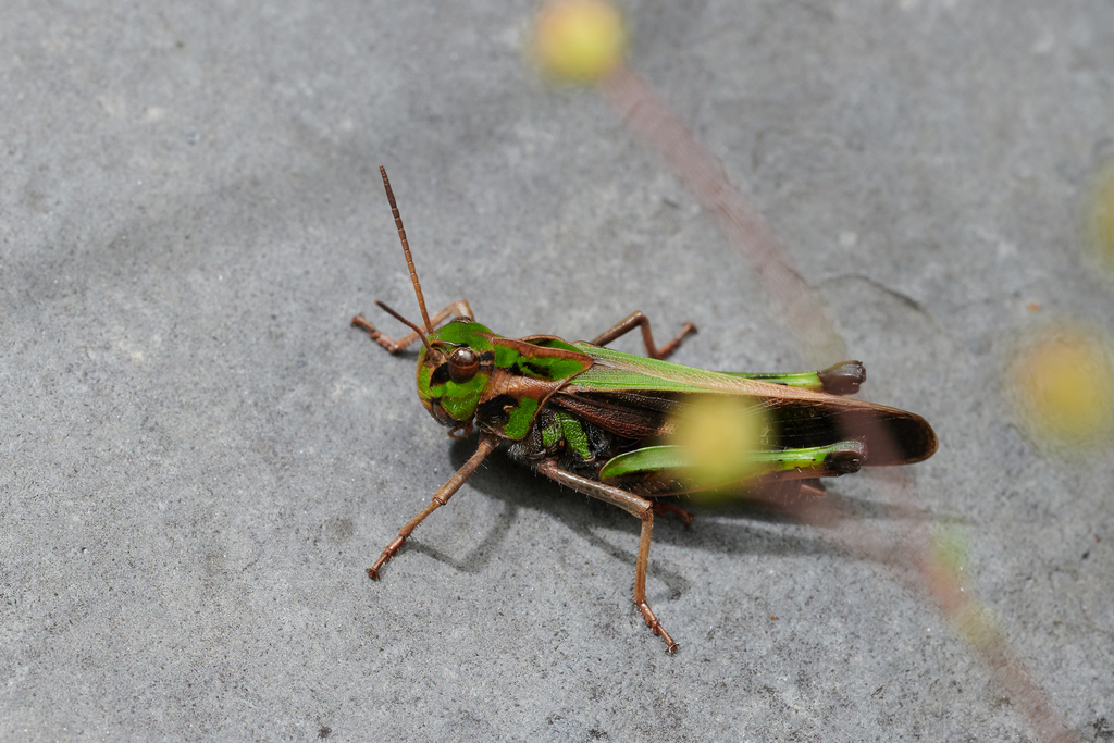 Gastrimargus nubilus