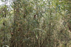 Pleioblastus simonii