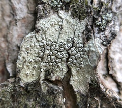 Pertusaria pustulata