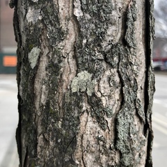 Pertusaria pustulata