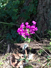 Pericallis × hybrida