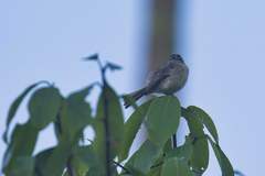 Phyllomyias griseiceps