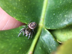 Metaphidippus